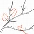 Image result for Tree Branch Pencil Drawing