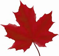 Image result for Red Maple Leaf Clip Art