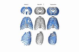 Image result for Neanderthal Rib Cage