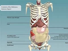 Image result for Organ Located Under Right Rib Cage