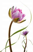 Image result for Most Beautiful Flower Photography