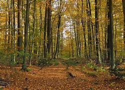 Image result for Beech Tree Forest Path