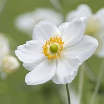 Image result for Anemone