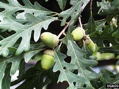 Image result for Quercus Alba Leaf