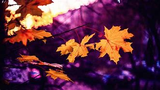 Image result for Red Autumn Leaves