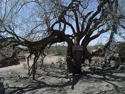 Image result for Tree of Life Window Hanging