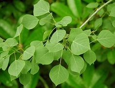 Image result for Aspen Leaf North Dakota