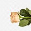 Image result for Modern 14 Beige Rose