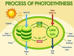 Image result for Science Diagrams Photosynthesis