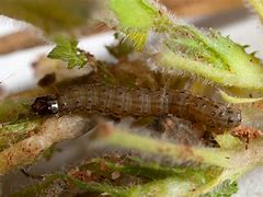 Image result for Peppered Moth Larva