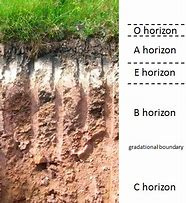 Image result for Organic Layer Soil