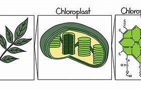 Image result for Photosynthesis Process Chloroplasts