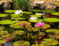 Image result for Tropical Water Lily Seeds