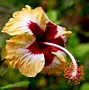 Image result for Flowers Like Hibiscus