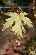 Image result for Virginia Fall Colors Map