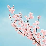 Image result for Cherry Blossom Tree Branches