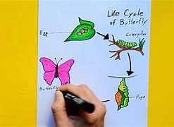 Image result for Life Science Diagrams