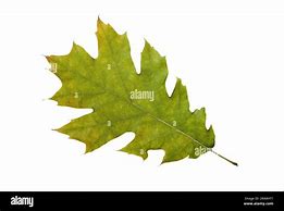 Image result for Oregon White Oak Tree Leaf