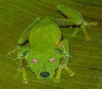 Image result for Frog Dog Hard Way