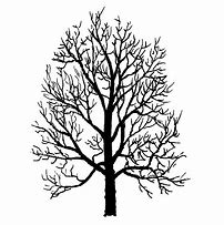 Image result for Sugar Maple Tree Clip Art