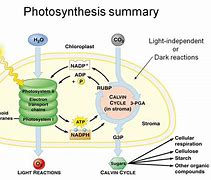 Image result for Reaction to Bright Light