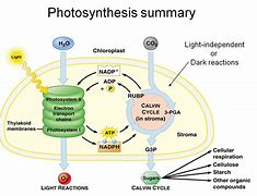 Image result for Diagram for Light Reaction