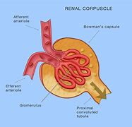 Image result for Afferent Arterioles