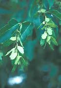 Image result for Salix Caroliniana