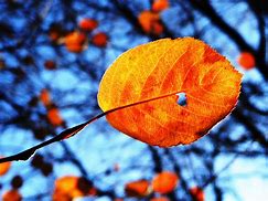 Image result for Fall Orange Leaf Clip Art