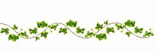 Image result for Vine Clip Art Transparent