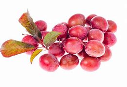 Image result for Prunus Cerasifera Drawing