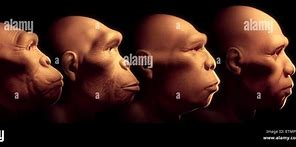 Image result for Early Human Evolution Timeline