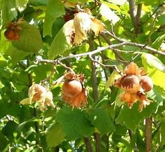 Image result for Hazelnut Tree Fruit