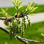 Image result for Swamp White Oak Leaf Identification