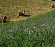 Image result for Alfalfa Hay Before Harvest