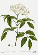 Image result for Quercus Nigra Terminal Bd