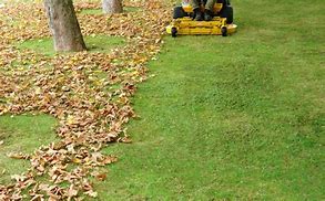 Image result for Leaf Cleaning