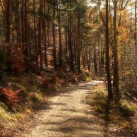 Image result for Forest Aesthetic Green and Brown