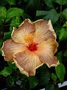 Image result for Hibiscus Rosa-Sinensis Flower