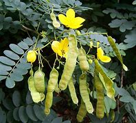 Image result for Leaf in Sign Language