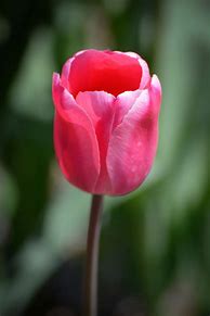 Image result for Tulip Flower Coloring Pages