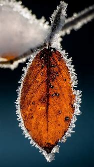 Image result for Leaf Macro Photography