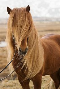 Image result for Adult Coloring Horses