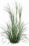 Image result for Carl Forester Grass Picture