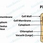 Image result for Botany Chart Zoology Plant Cell