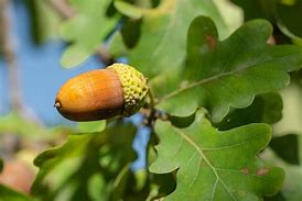 Image result for Acorn Nut Size Chart