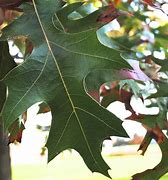 Image result for Post Oak Leaf Designs