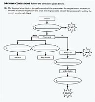 Image result for Cellular Respiration Flow Chart Worksheet