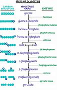 Image result for 10 Reactions of Glycolysis