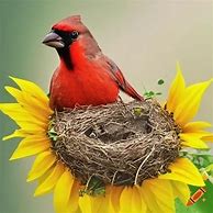 Image result for Cardinal Bird Song